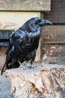 Beautiful black crows sit on a stump photo