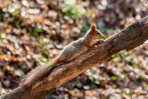 Squirrel sits on a tree photo