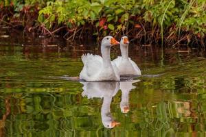 beautiful pair of geese floating on water photo