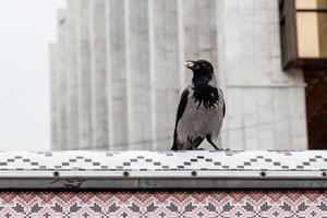 The crow in its beak holds a nut photo