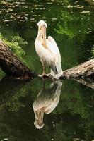 Pelican stands on a log in the middle of the lake photo