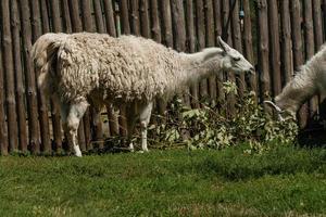 White lama eats photo