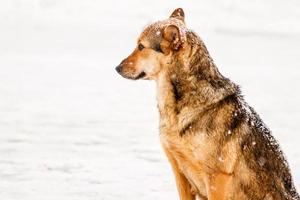 beautiful red-haired courtyard dog on snow photo