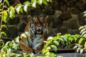 Tiger resting in the shade close up photo