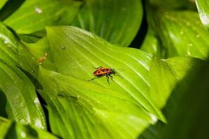 Green leaves with a red insect photo