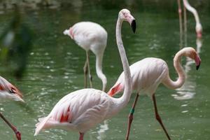 beautiful pink flamingos with beak and loose wings photo