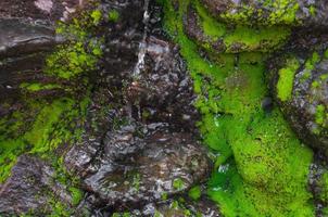 Closed up green moss in tropical forest photo