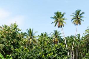 hermosa dos Coco palmas arboles en el tropical bosque con azul cielo a isla en Tailandia foto