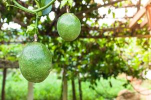 Lots of raw and fresh passion fruit in garden, passion fruit farm photo