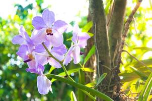 Beautiful orchid flowers Violet Hybrid Vanda are blooming in the garden photo