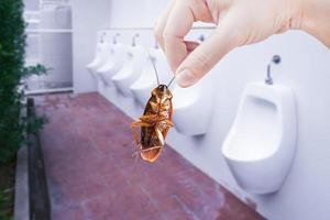 mano sosteniendo una cucaracha marrón en el fondo del baño público, eliminar la cucaracha en el baño, las cucarachas como portadoras de enfermedades foto