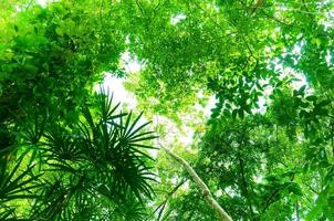 Fresh green forest, low angle view,Leaf background,beautiful green forest for background photo