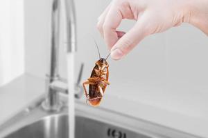 cockroach with Kitchen Sink background, eliminate cockroach in building, apartment, house, city, Cockroaches as carriers of disease eliminated idea get rid of insects and put insect protection systems photo