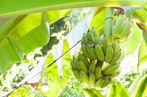 bunch of raw bananas on banana tree photo