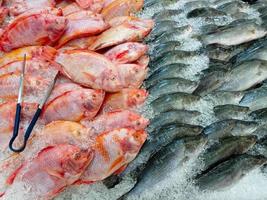 Fresh Talapia fish on ice shelf at market.Display for sale in ice filled at supermarket. It is a kind of freshwater fish that is normally bred as a food supply. photo