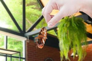 cucaracha con dentro el edificio, eliminar cucaracha en edificio, departamento, casa, ciudad, cucarachas como portadores de enfermedad eliminado idea obtener eliminar de insectos y poner insecto proteccion sistemas foto