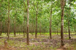 fila de paraca caucho plantación en sur de Tailandia, caucho arboles foto