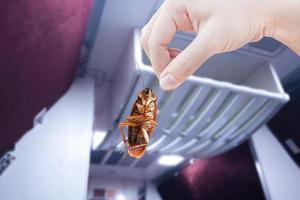 cockroach with inside the train background, eliminate cockroach in vehicle building, apartment, house, Cockroaches carriers of disease eliminated idea get rid insects and put insect protection systems photo