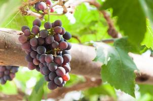 Bunches of wine grapes hanging on the vine with green leaves  in garden photo