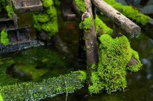 Closed up green moss in tropical forest photo