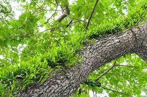 Branches of a large tree covered with ferns and moss parasitic photo