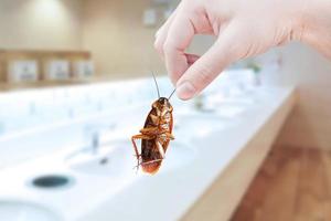 mano sosteniendo una cucaracha marrón en el fondo del baño público, eliminar la cucaracha en el baño, las cucarachas como portadoras de enfermedades foto