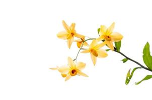 Branch of yellow orchids isolated on white background photo