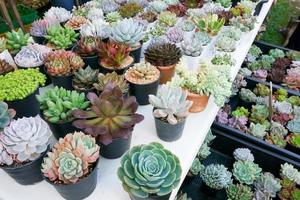 Cactus small there are many varieties in a pot. Placed in many small pots photo