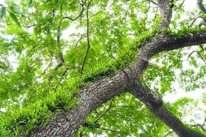 Branches of a large tree covered with ferns and moss parasitic photo