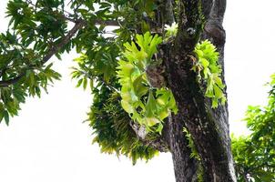 platycerium superbum en árbol grande, especie de helecho cuerno de ciervo verde de naturaleza de helecho en el jardín foto