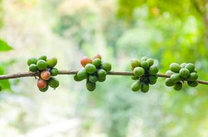 fresh coffee beans in coffee plants tree,fresh arabica coffee fruits on tree photo