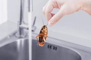 cockroach with Kitchen Sink background, eliminate cockroach in building, apartment, house, city, Cockroaches as carriers of disease eliminated idea get rid of insects and put insect protection systems photo