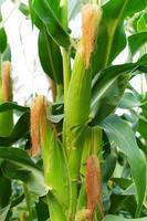 Close up of fresh corn plants with corn field,green corn in field agriculture,corn cobs on stalks in farm field photo