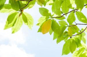 green leaf leaves budding in the spring for background,In the spring natural background with the sky and leaves photo
