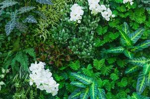 Tropical jungle as  with rich green plants as ferns and palm tree leaves for background photo