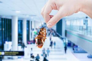 Hand holding cockroach with inside the building background photo