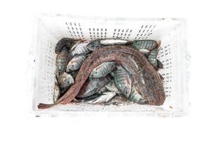 fish Tilapia and big Catfish  fresh in basket on white background photo