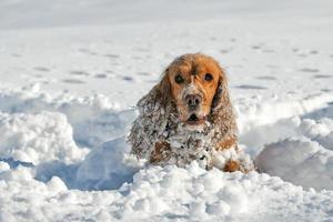 A dog in the white snow looking at you photo