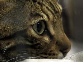 spotted bengal kitten close up portrait looking at you photo