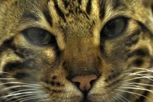 spotted bengal kitten close up portrait looking at you photo