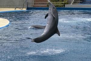 MADRID, SPAIN - APRIL 1 2019 - The dolphin show at aquarium zoo photo