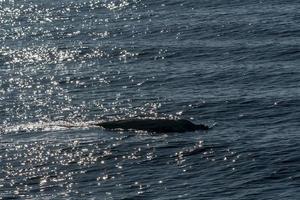 Rare Goose Beaked whale dolphin Ziphius cavirostris photo