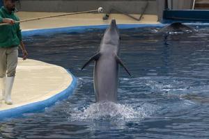 MADRID, SPAIN - APRIL 1 2019 - The dolphin show at aquarium zoo photo