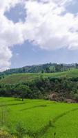 campos de arroz de lapso de tiempo en la temporada de cosecha bajo un cielo azul claro, vista de los campos de arroz de los campos agrícolas de arroz dorado con fondo de cordillera natural verde bajo la llamarada del sol video