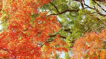 view of bright full color red orange maple leaves slightly moving on the tree branches against the blue sky at nice sunny autumn day in japan. video