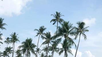 lindo coco Palmeiras árvores contra Claro azul céu dentro phuket praia tailandesa em a tropical ilha. Palma árvores às luz solar, surpreendente verão viagem período de férias plam árvores fundo video