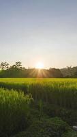 Zeitraffer Vertikale Aussicht Reis Felder im Ernte Jahreszeit mit Sonnenuntergang, Reis Felder Aussicht von golden Reis landwirtschaftlich Felder mit Hintergrund von Grün natürlich Berg Angebot unter Sonne Fackel video