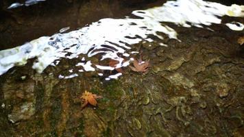 naturale sfondo Visualizza per il acqua volato canale acqua modo stagno con acero albero le foglie video