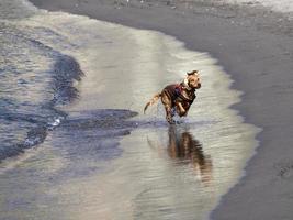 happy dog cocker spaniel playing at the beach photo