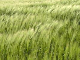 Green Wheat spikes field moved by wind photo